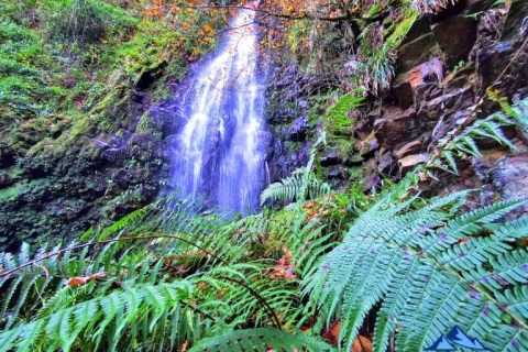 Cascada y hayedo de Belaustegi - Gorosteta (1259m)