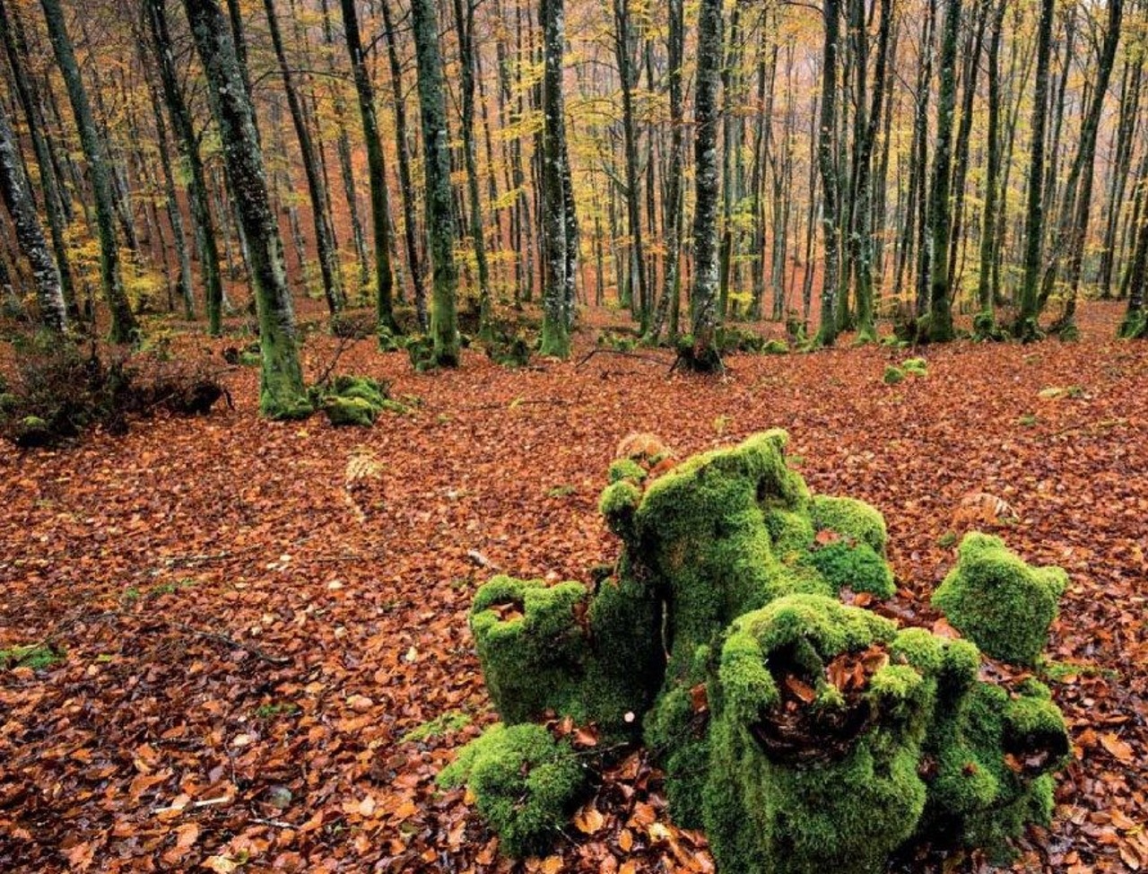 Burbonas (934m) desde Parketxe Sarria